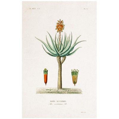Affiche Planche Botanique - Aloe - David & David Studio